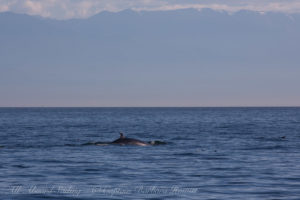 Minke Whale feeding, McArthur Bank