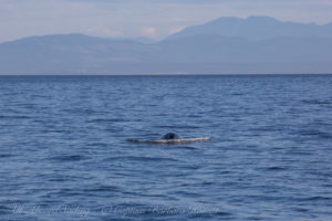 Minke Whale, McArthur Bank