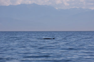 Minke Whale, McArthur Bank