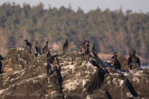 Cormorants of Whale Rocks