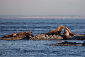 Steller Sea Lions Whale Rocks