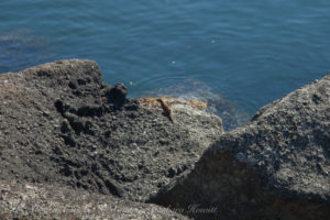 Mink on the rocks at Point Doughty