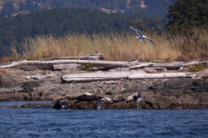 Low Island National Wildlife Refuge