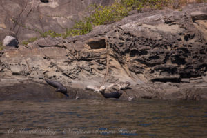 Harbor Seals hauled out on honey combed Sandstone