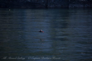 Pigeon Guillemot