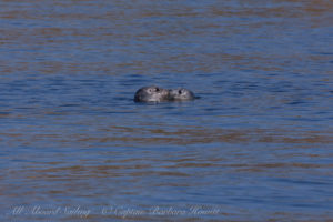 Harbor Seal and pup