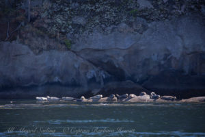 Harbor Seals of Skipjack Island National Wildlife Refuge