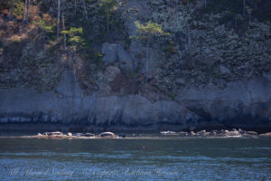 Harbor Seals of Skipjack Island National Wildlife Refuge