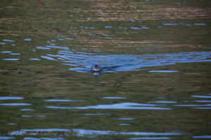 Curious Harbor Seal