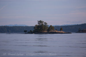 Little McConnel Island, Juniper Trees