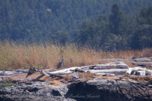 Great Blue Heron at Low Island National Wildlife Refuge