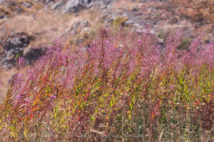 Fireweed Yellow Island