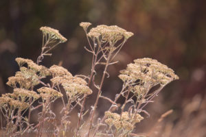 Queen Anne's Lace ?