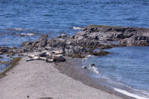 Harbor Seals on West Spit of Yellow Island