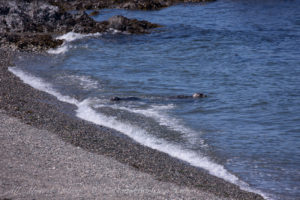 Harbor Seals on West Spit of Yellow Island