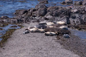 Harbor Seals on West Spit of Yellow Island