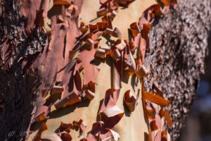 Bark of Pacific Madrone, Yellow Island