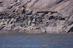 Harbor Seals of Flattop Island