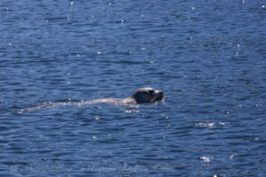 Harbor Seal