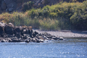 Harbor Seals of Flattop Island