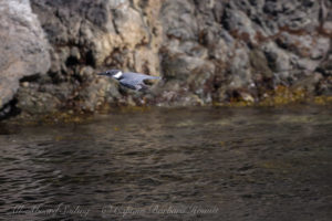 Belted Kingfisher