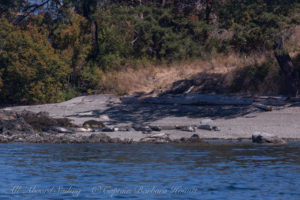 Harbor Seals on West spit of Yellow Island