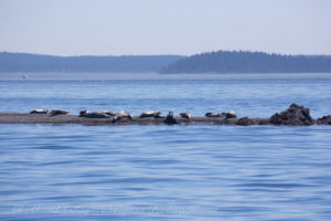 Harbor Seals on West spit of Yellow Island