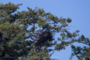 Bald Eagle and nest, Flattop Island