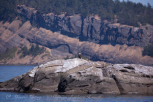 Bald Eagle on White Rock with Point Disney Waldron Island behind