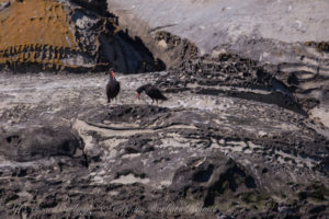 Black Oyster Catchers, Java Rocks