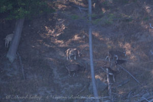 Ferral Goats of Saturna island