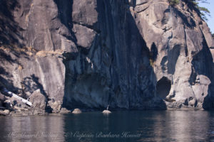 Great Blue Heron at Monarch Head, Saturna Island