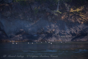 Harbor Seals of Skipjack Island National Wildlife Refuge