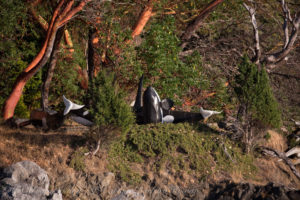 Orca sculptures of Presidents channel, Orcas Island