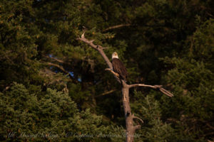 Bald eagle Presidents channel, Orcas Island