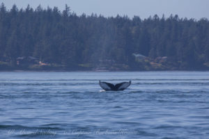 Humpback whale BCZ0180 ‘Monarch