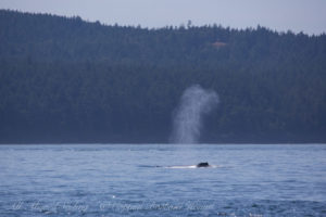 Humpback whale BCZ0180 ‘Monarch' Dorsal Fin