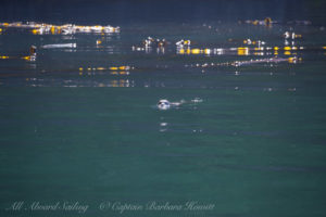 Harbor Seal in New Channel