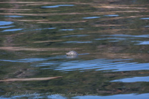 Harbor Seal in New Channel