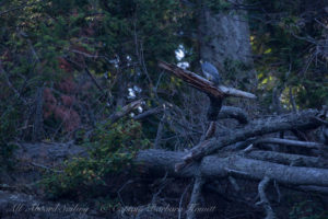 Peregrine Falcon, Spieden Island