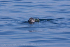 Harbor Seal with fish