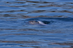 Harbor Seal with fish