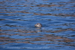 Harbor Seal pup