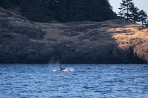 J Pod Orcas