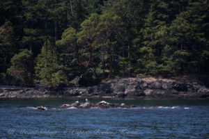 Harbor seals Spring Pass