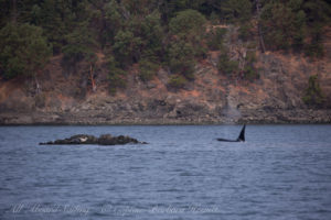 T19C hunts on his own at Shirt Tail Reef