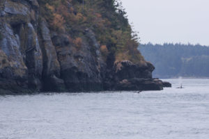 Bald Eagle picks up scraps from hunting Biggs (Transient) Orca