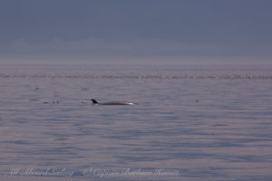 Minke Whale