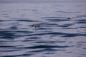 Harbor Porpoise