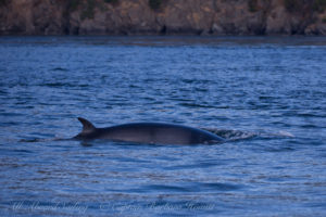 Minke Whale surfaces amidst J pod